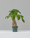 PACHIRA 'MONEY TREE' 5" Grower Pot