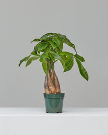  PACHIRA 'MONEY TREE' 5" Grower Pot