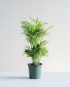 PARLOUR PALM 3.5-4" Grower Pot