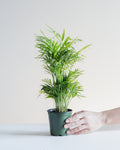Parlour Palm: Chamaedorea elegans - 5 inch pot
