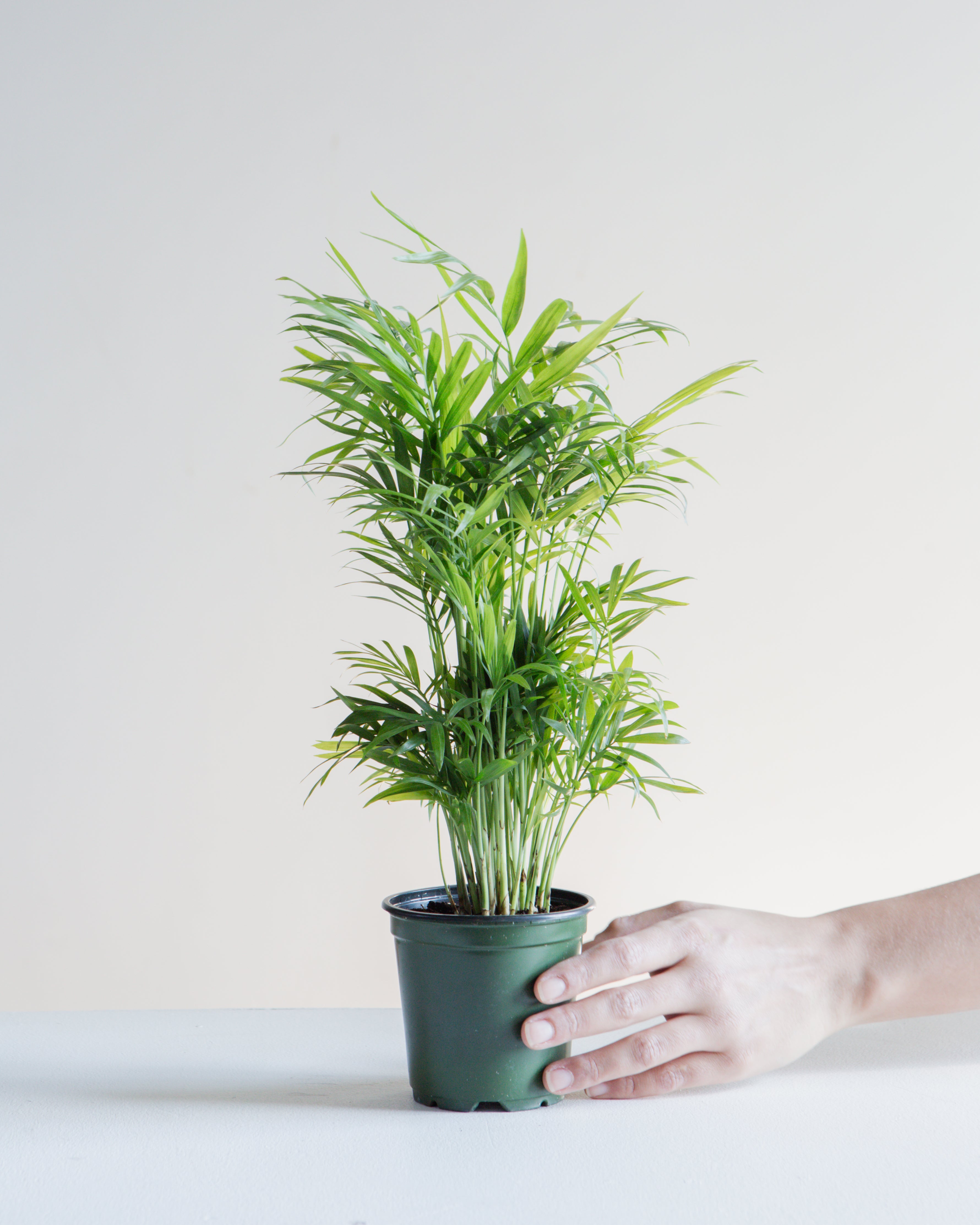 Parlour Palm: Chamaedorea elegans - 5 inch pot