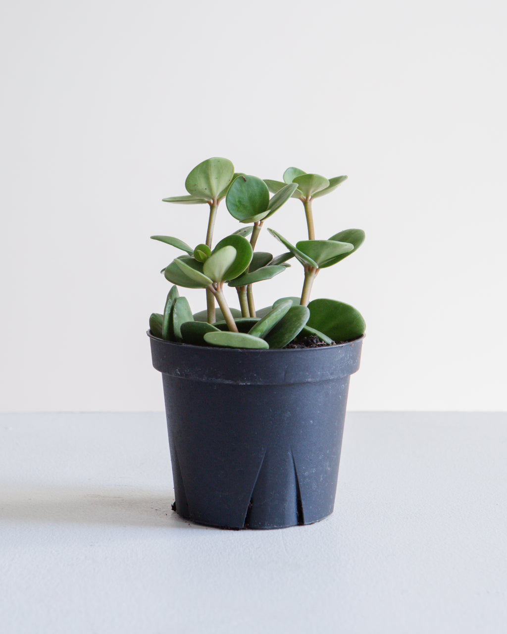 Peperomia Hope: Peperomia perciliata - 4 inch pot