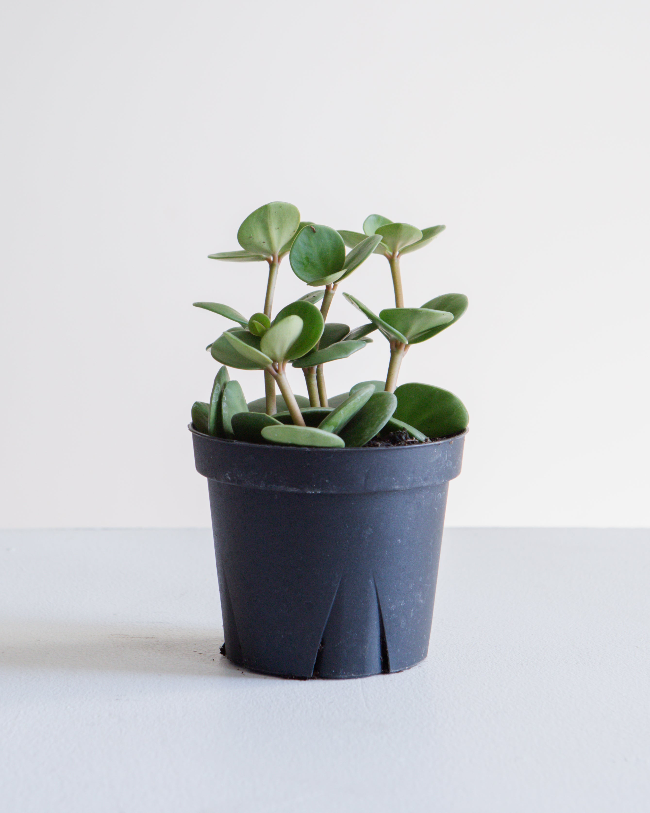 Peperomia Hope: Peperomia perciliata - 4 inch pot
