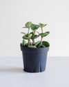 PEPEROMIA HOPE 4" Grower Pot