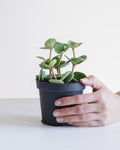 Peperomia Hope: Peperomia perciliata - 4 inch pot
