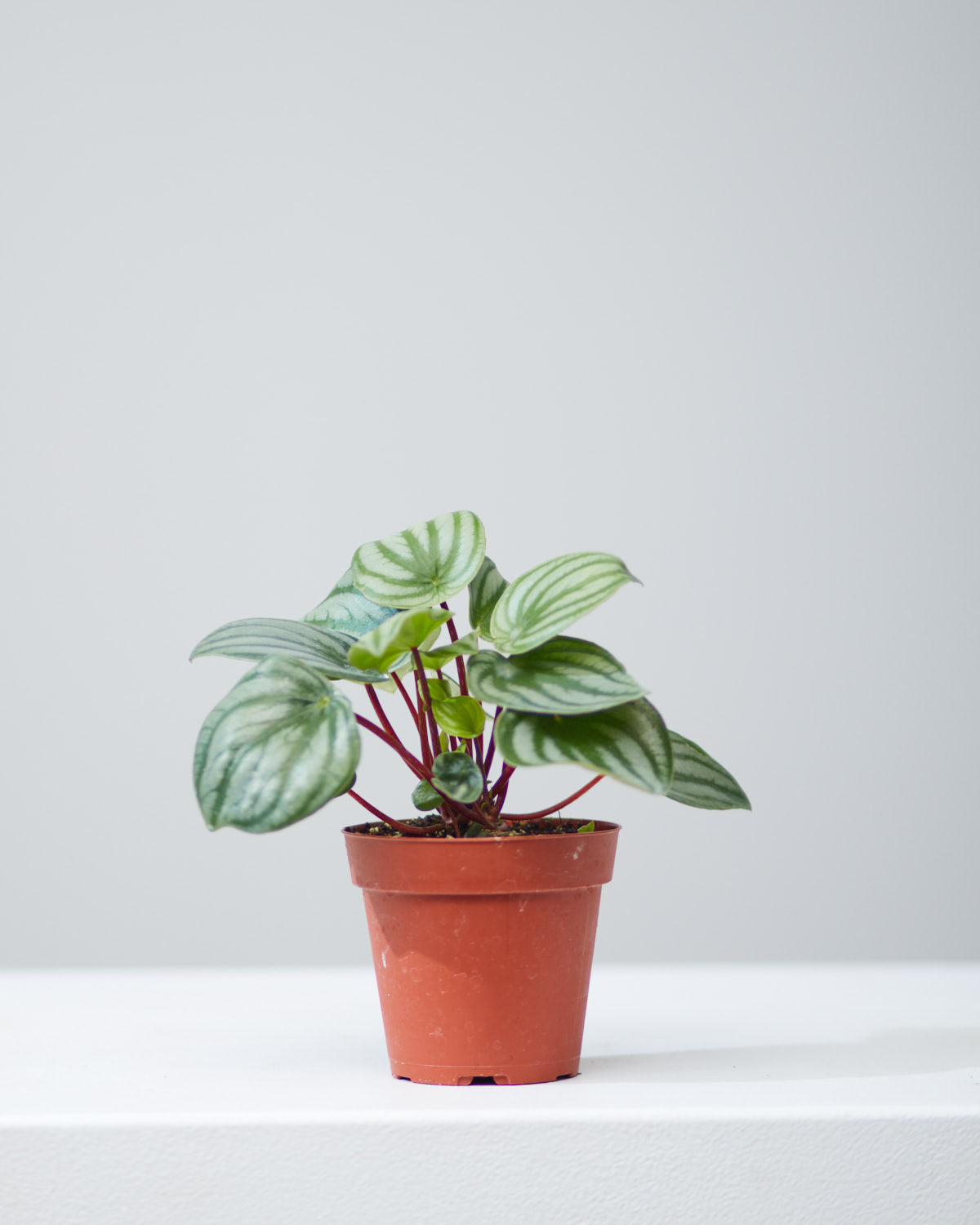 Watermelon Peperomia: Peperomia argyreia - 4 inch pot