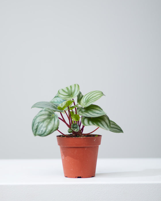 PEPEROMIA ‘WATERMELON’ 4" Grower Pot