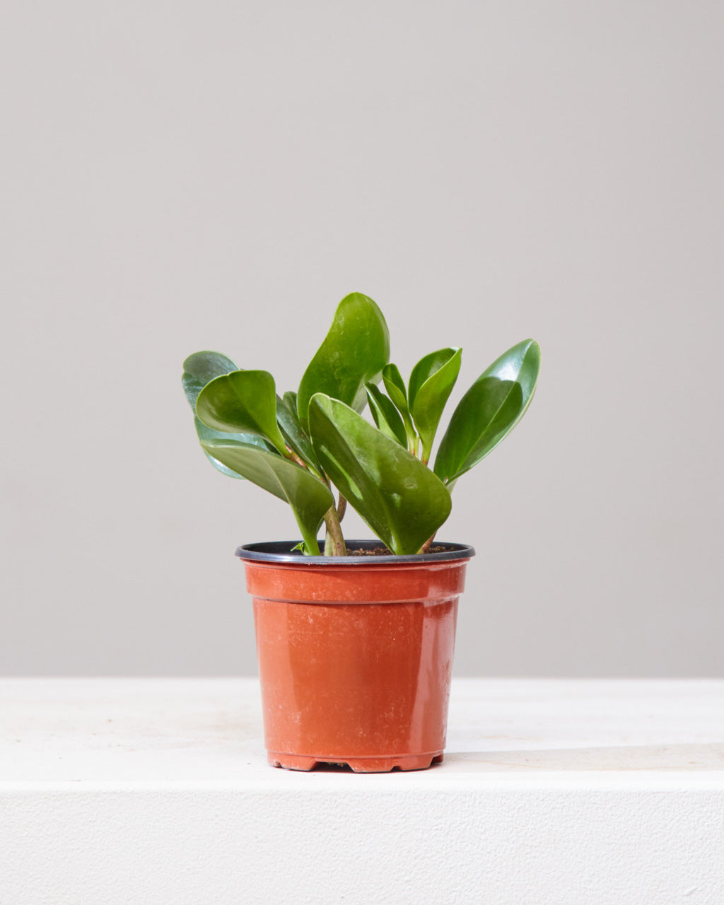 Baby Rubber Plant: Peperomia obtusifolia - 5 inch pot
