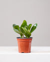 PEPEROMIA OBSTUSIFOLIA 4" Grower Pot