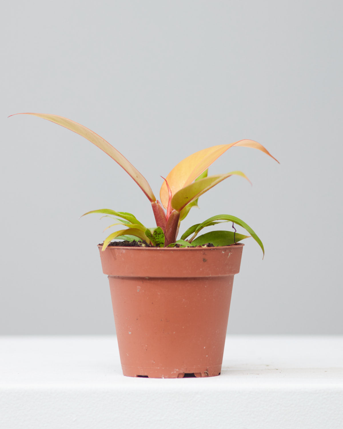 PHILODENDRON 'PRINCE OF ORANGE' 4" Grower Pot