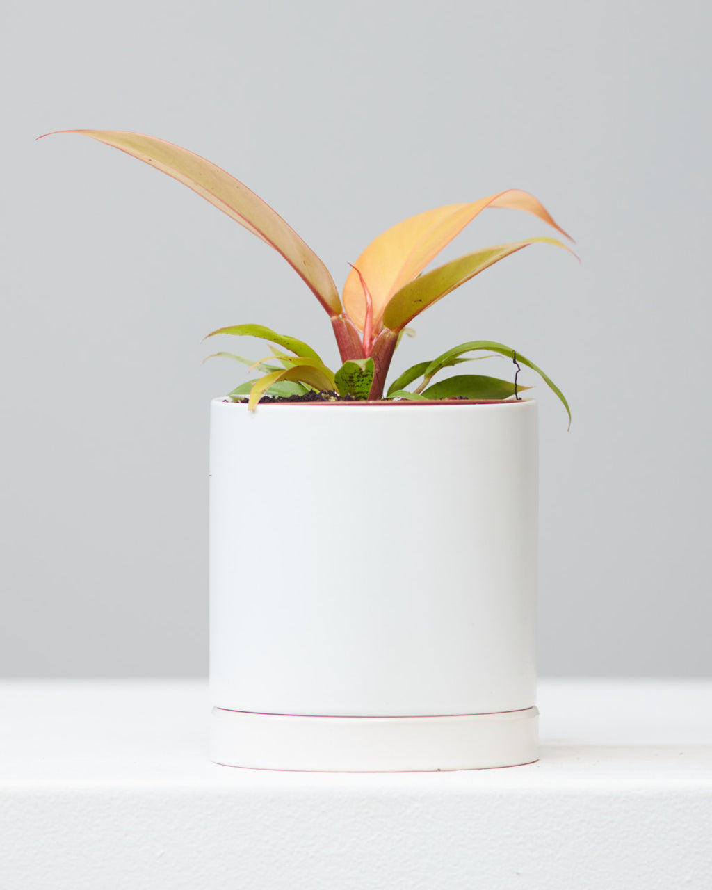 PHILODENDRON 'PRINCE OF ORANGE' 4" Grower Pot