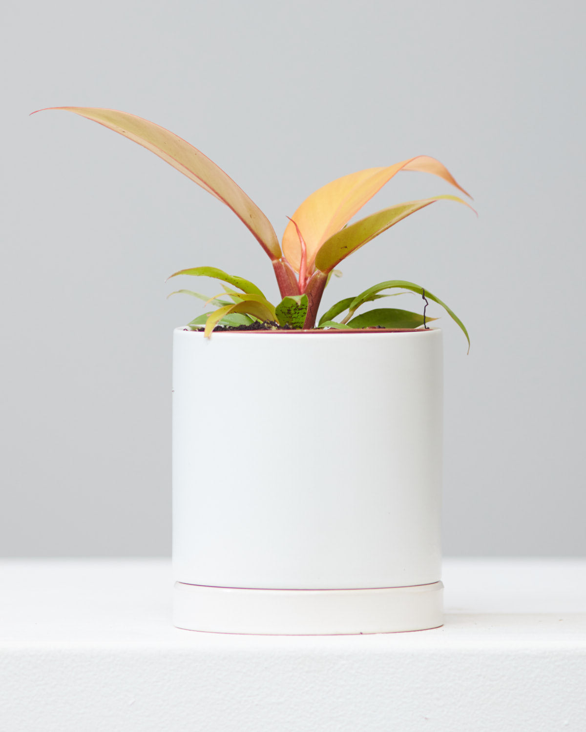 PHILODENDRON 'PRINCE OF ORANGE' 4" Grower Pot