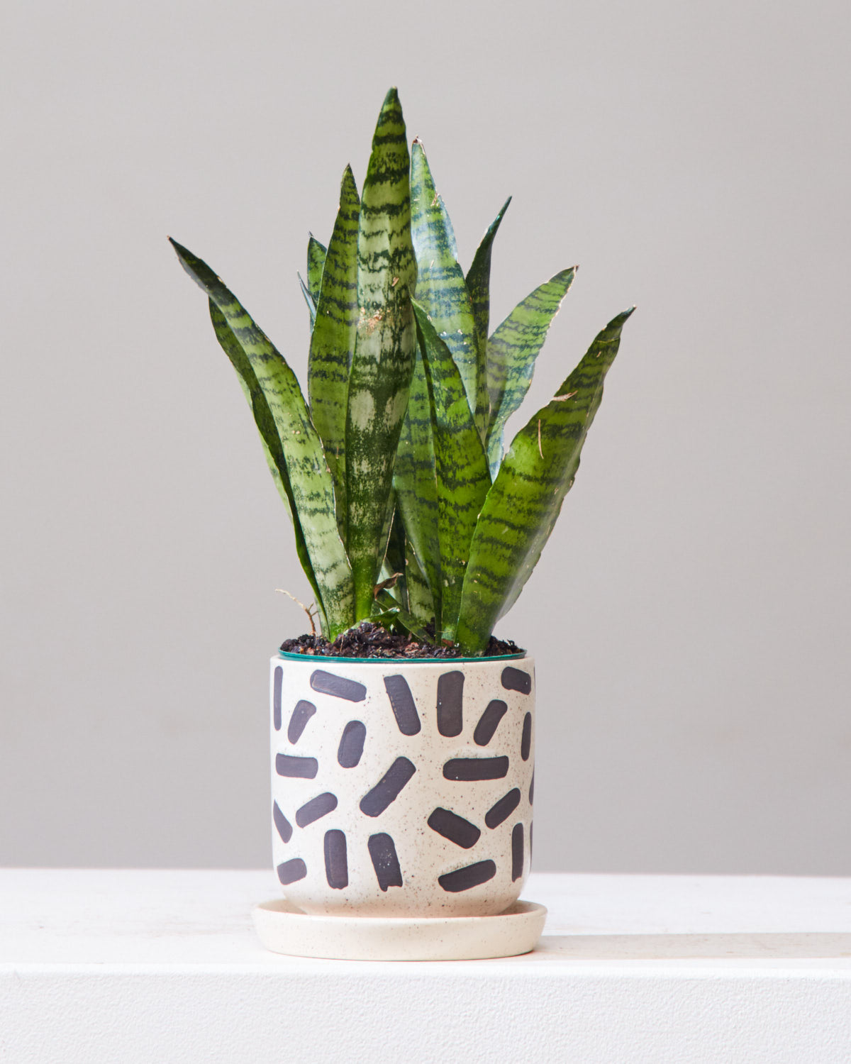 Green Snake Plant: Sansevieria trifasciata 'Zeylanica' - 4 inch pot