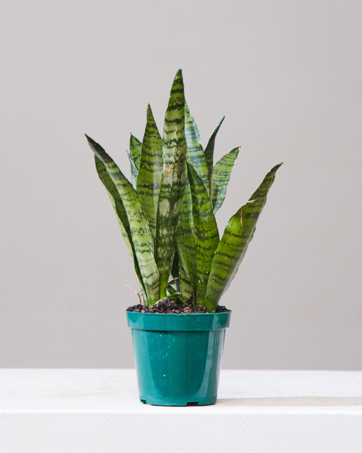 Green Snake Plant: Sansevieria trifasciata 'Zeylanica' - 4 inch pot