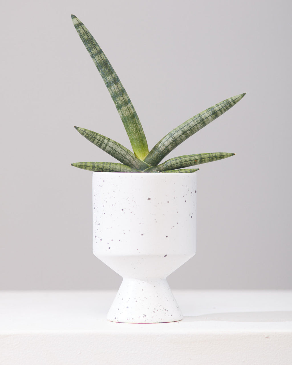 sansevieria boncellensis care SNAKE PLANT (SANSEVIERIA 'BONCELLENSIS' STARFISH) 4" Grower Pot – Dynasty Plants