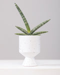 SNAKE PLANT (SANSEVIERIA 'BONCELLENSIS' STARFISH) 4" Grower Pot