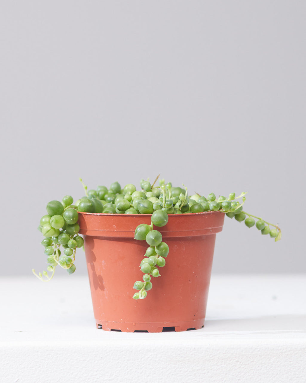 String of Pearls: Curio rowleyanus - 4 inch pot