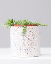 STRING OF PEARLS 4" Grower Pot