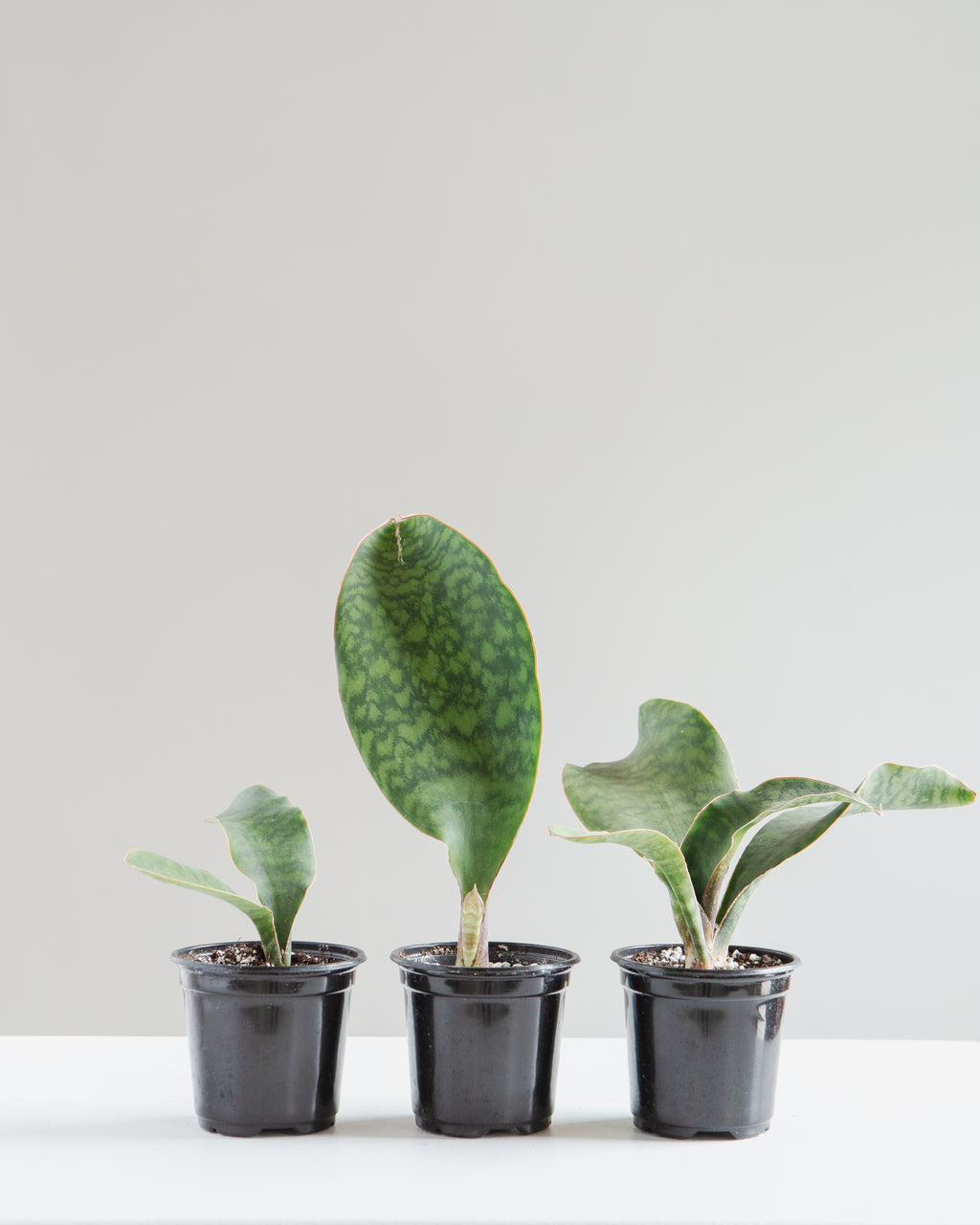 Whale Fin Snake Plant: Sansevieria masoniana - 4 inch pot