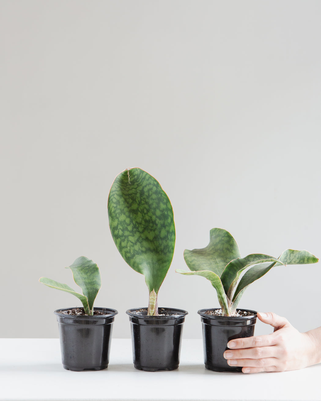 Whale Fin Snake Plant: Sansevieria masoniana - 4 inch pot