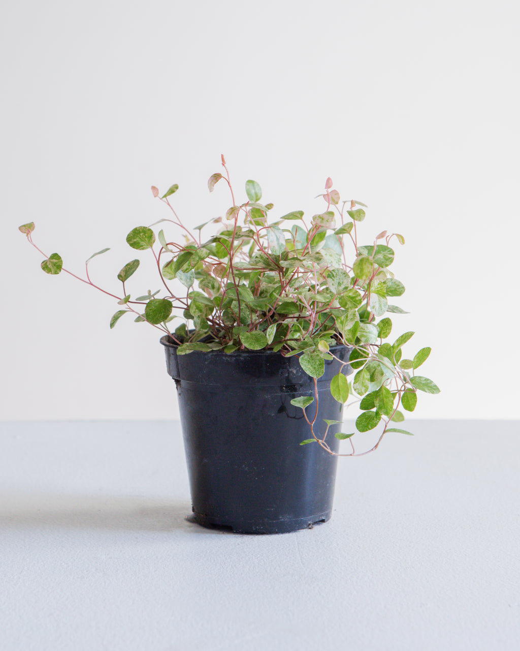 MUEHLENBACKIA 'WIRE VINE' VARIEGATED 3.5" Grower Pot
