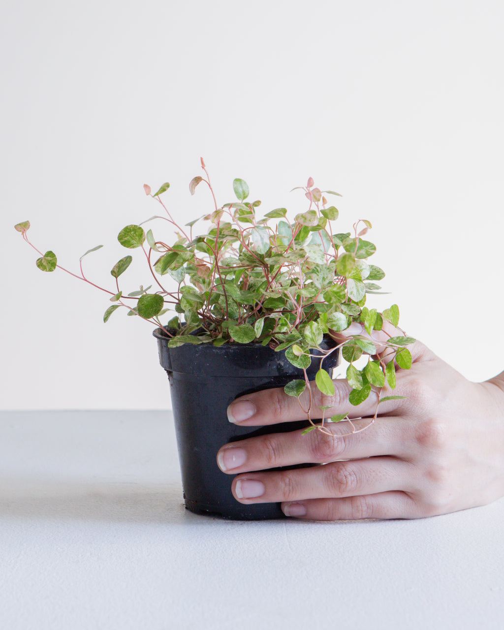 MUEHLENBACKIA 'WIRE VINE' VARIEGATED 3.5" Grower Pot