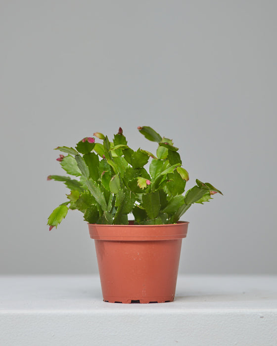 CHRISTMAS CACTUS 4" Grower Pot