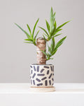 YUCCA STUMP 4" Grower Pot