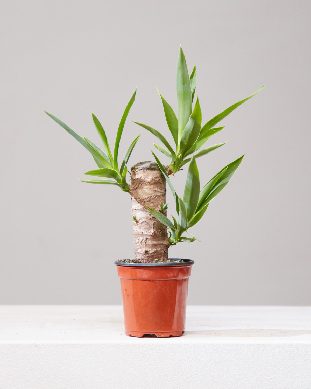 YUCCA STUMP 4" Grower Pot