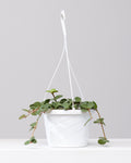 Peperomia Hope: Peperomia perciliata - 8 inch hanging basket