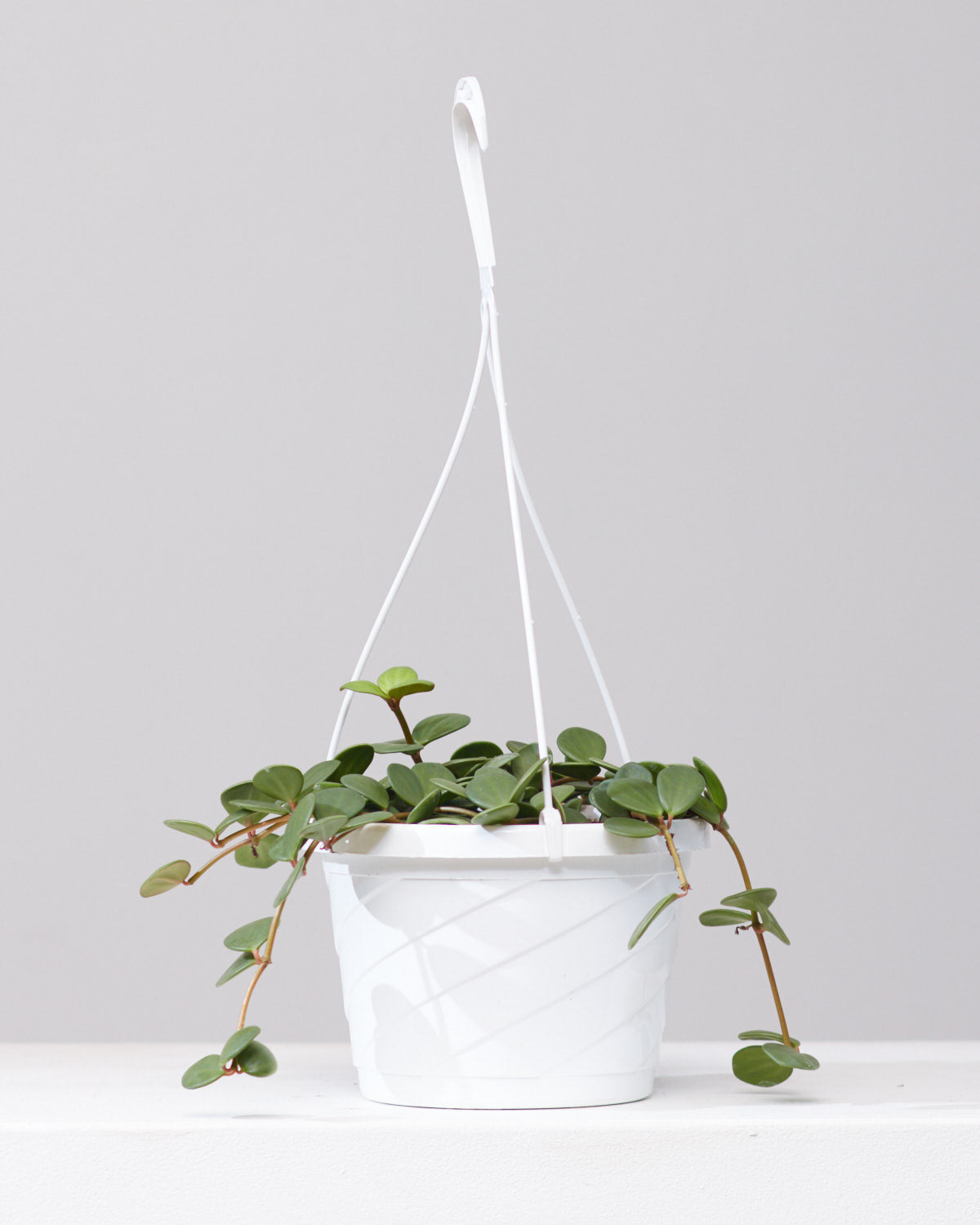 Peperomia Hope: Peperomia perciliata - 8 inch hanging basket