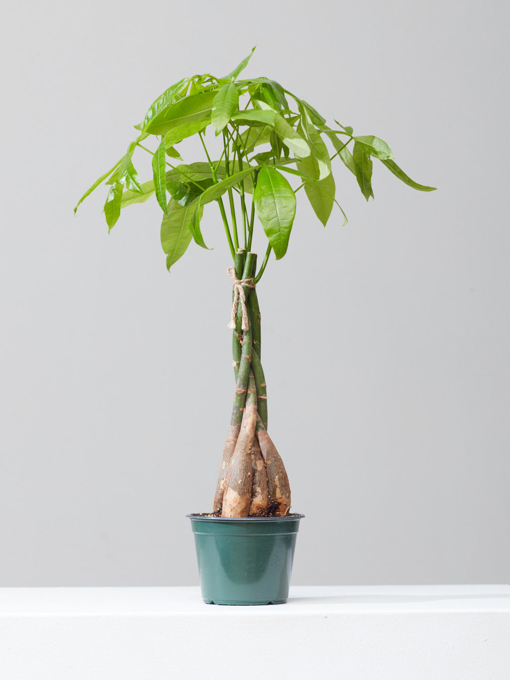 Money Tree: Pachira aquatica - 6 inch pot