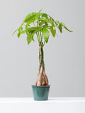 Money Tree: Pachira aquatica - 6 inch pot