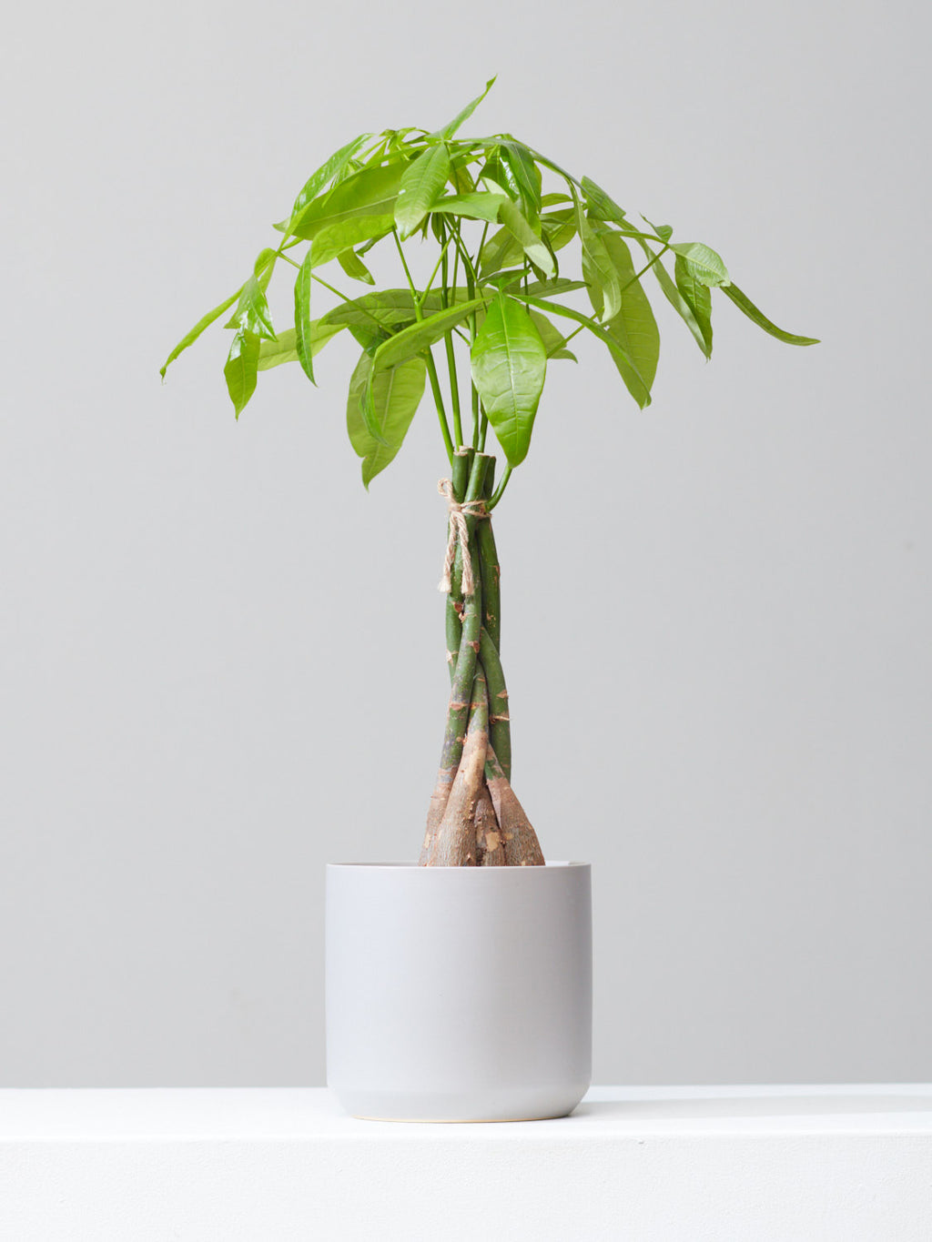 Money Tree: Pachira aquatica - 6 inch pot