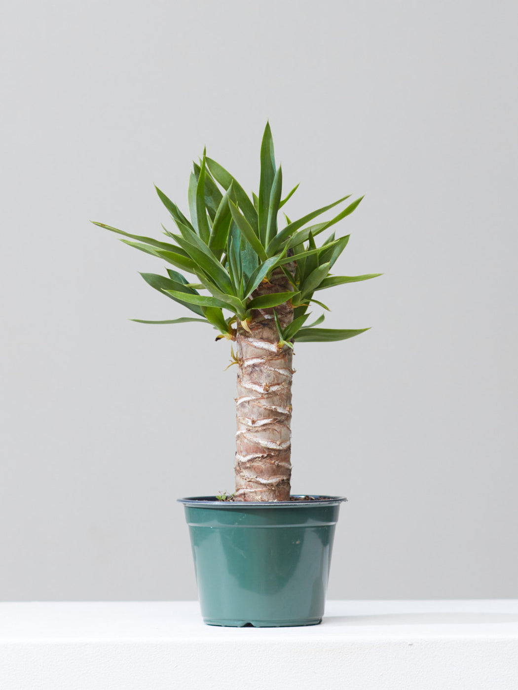 Yucca Cane: Yucca gigantea - 6 inch pot
