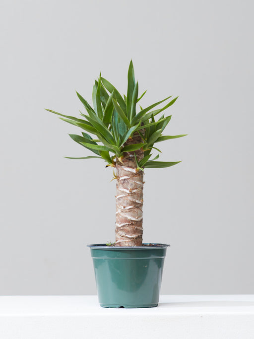 Yucca Cane: Yucca gigantea - 6 inch pot