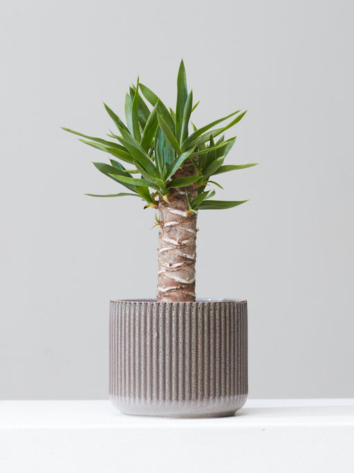 Yucca Cane: Yucca gigantea - 6 inch pot