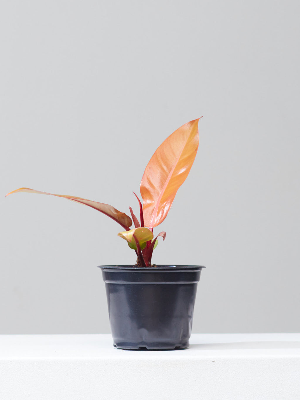 Prince of Orange: Philodendron - 6 inch pot