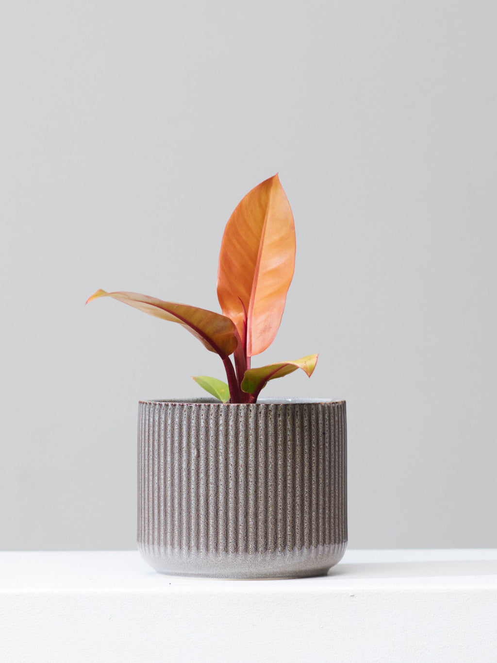 Prince of Orange: Philodendron - 6 inch pot