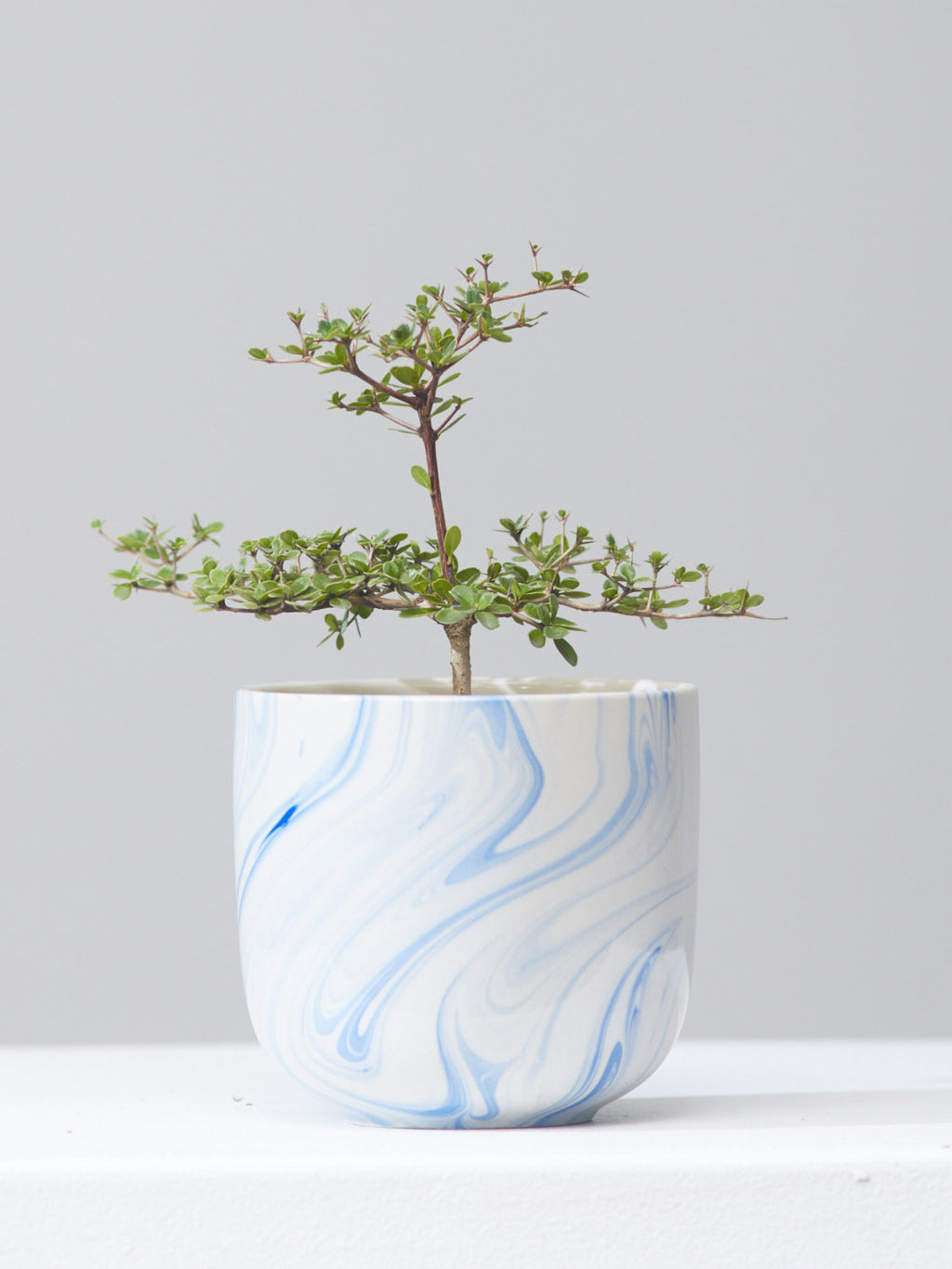 BLACK OLIVE PLANT (BUCIDA BUCERAS) 4" Grower Pot