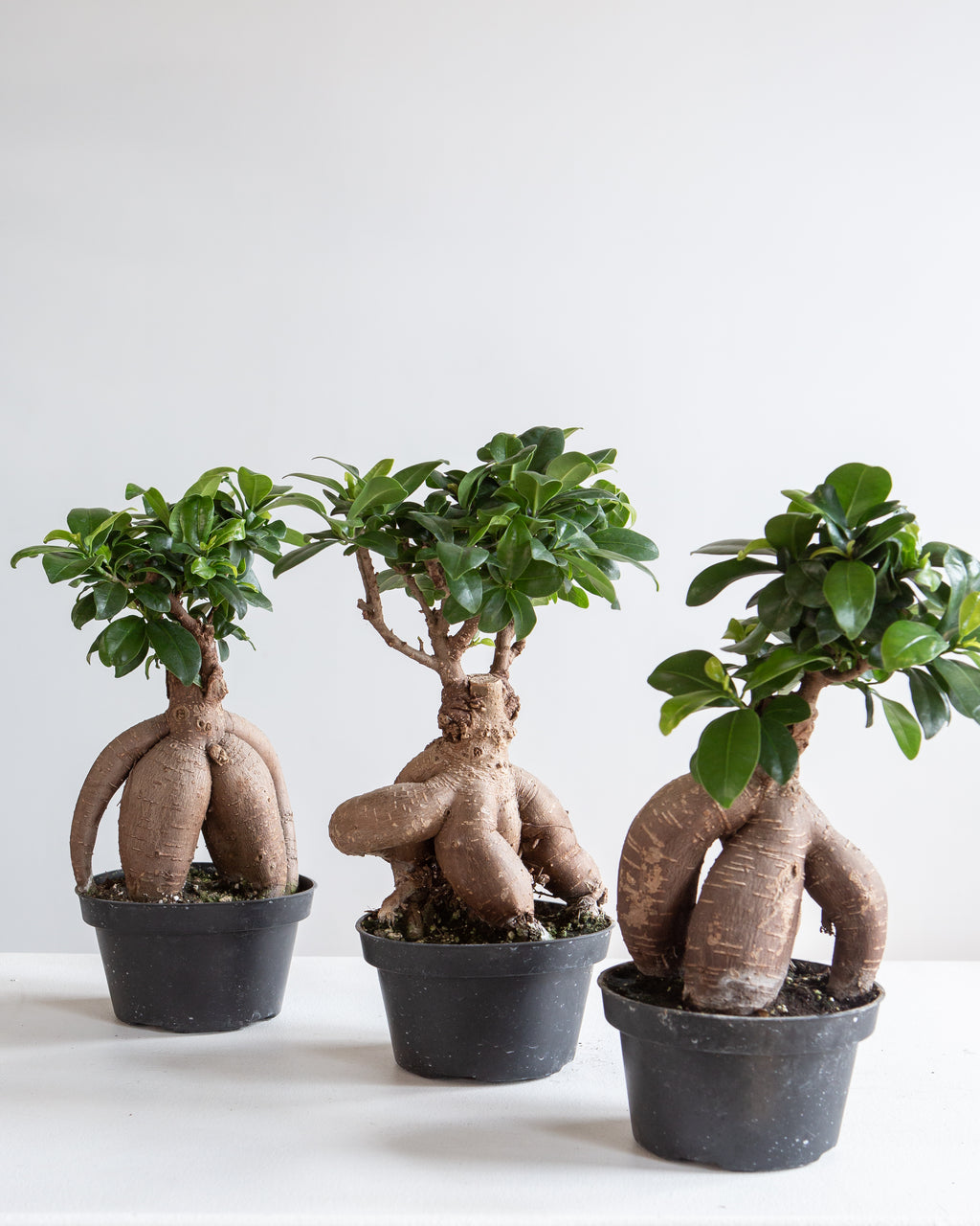Ginseng Ficus Bonsai: Ficus retusa - 5 inch pot