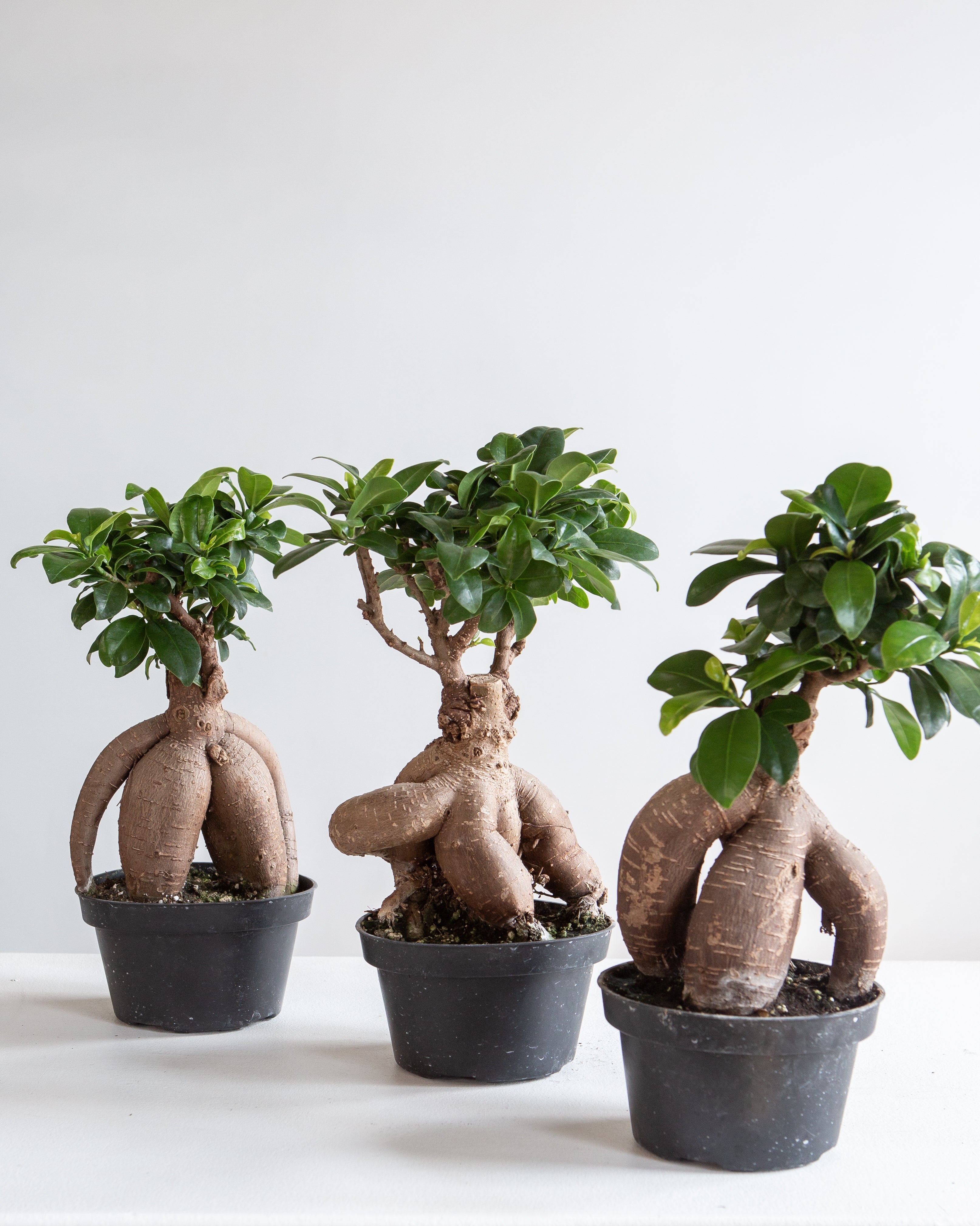 Ginseng Ficus Bonsai: Ficus retusa - 5 inch pot