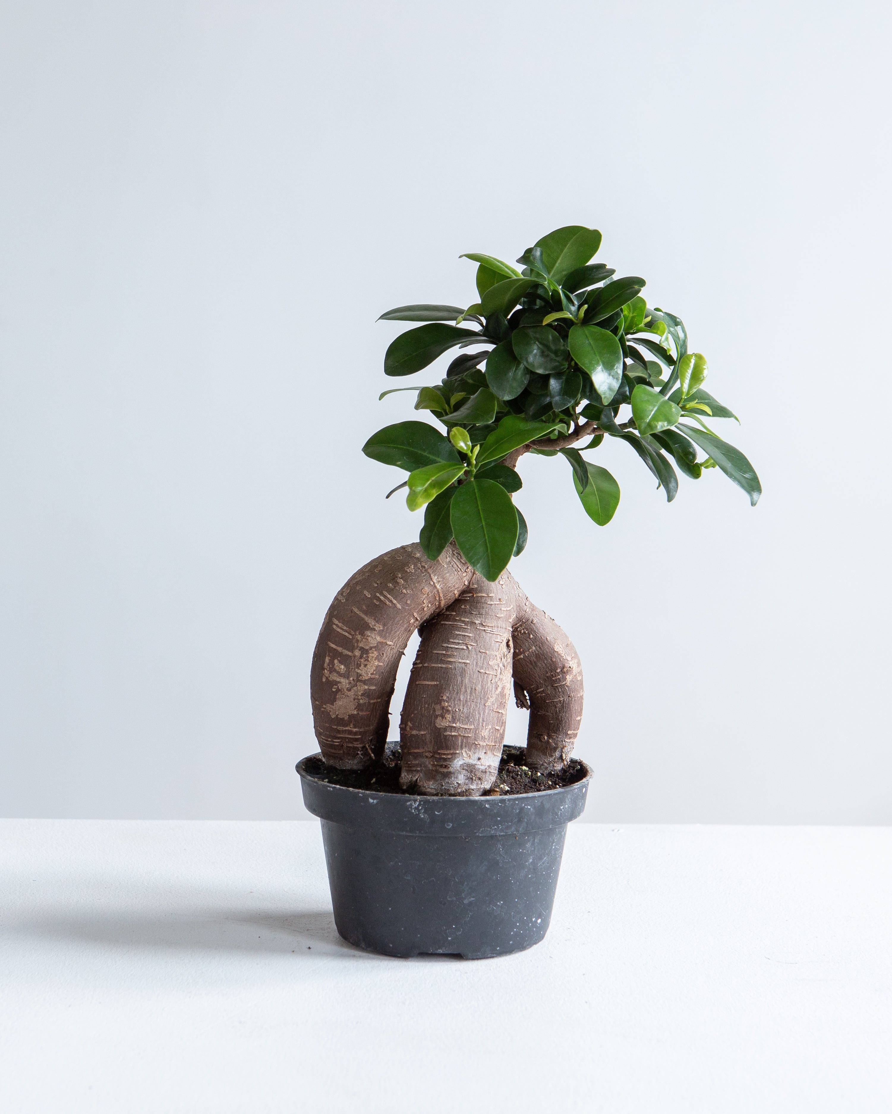 Ginseng Ficus Bonsai: Ficus retusa - 5 inch pot