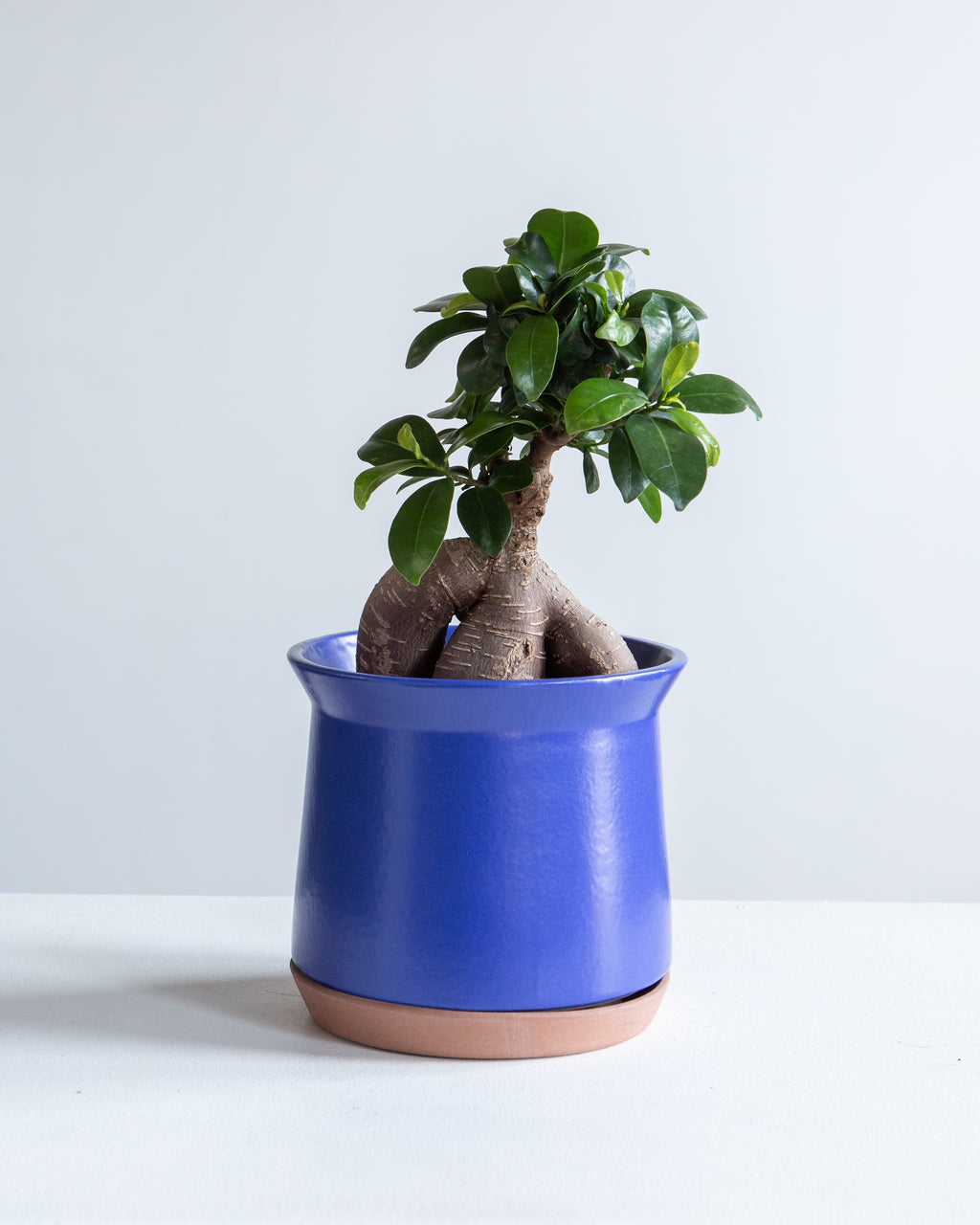 Ginseng Ficus Bonsai: Ficus retusa - 5 inch pot