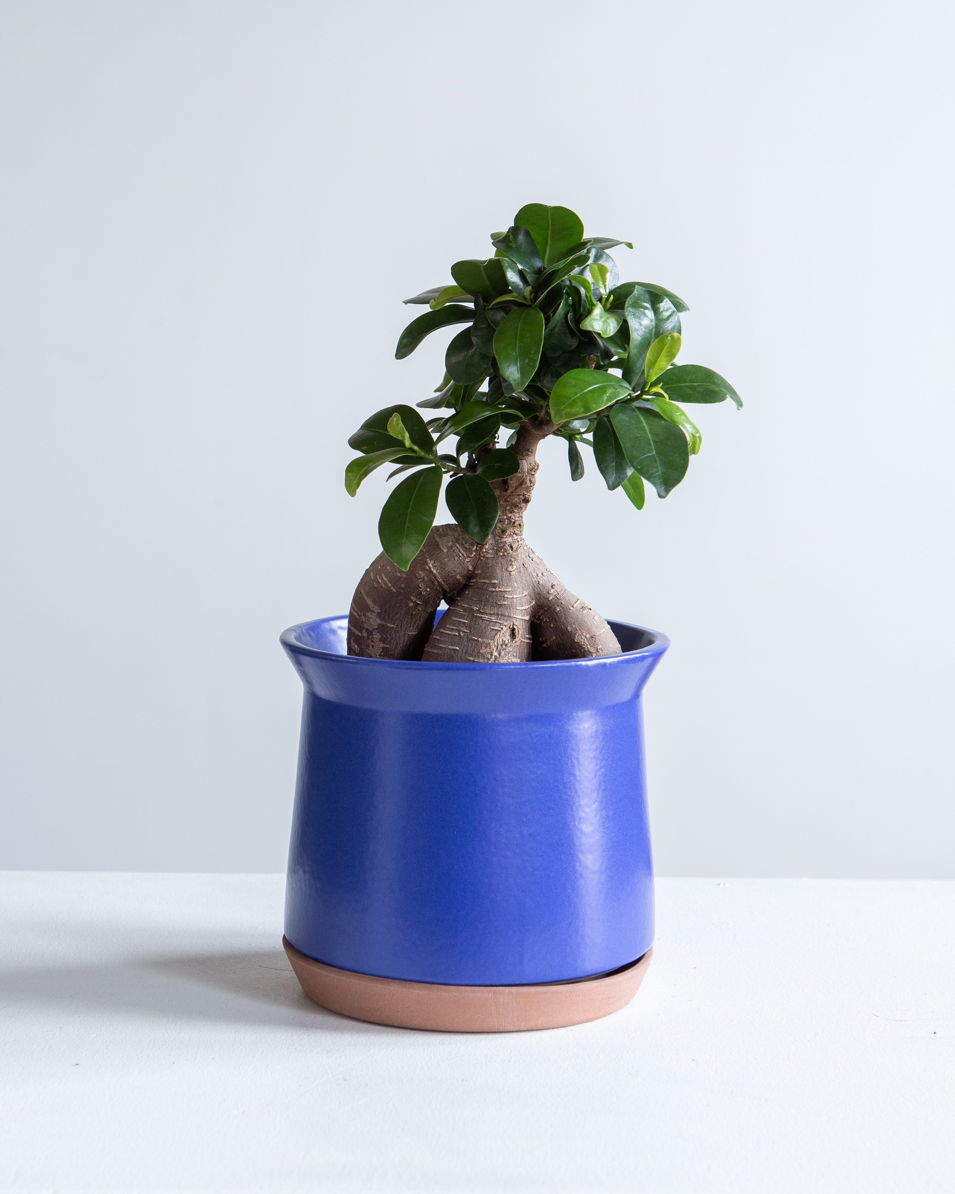 Ginseng Ficus Bonsai: Ficus retusa - 5 inch pot