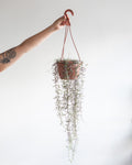 5" HANGING BASKET STRING OF NEEDLES
