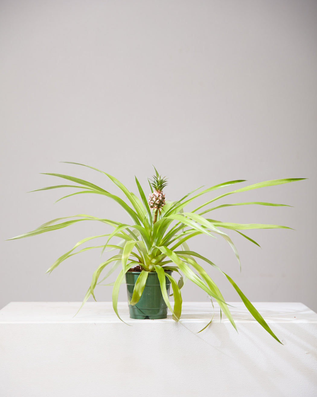 Pineapple Plant: Ananas ananassoides - 5 inch pot
