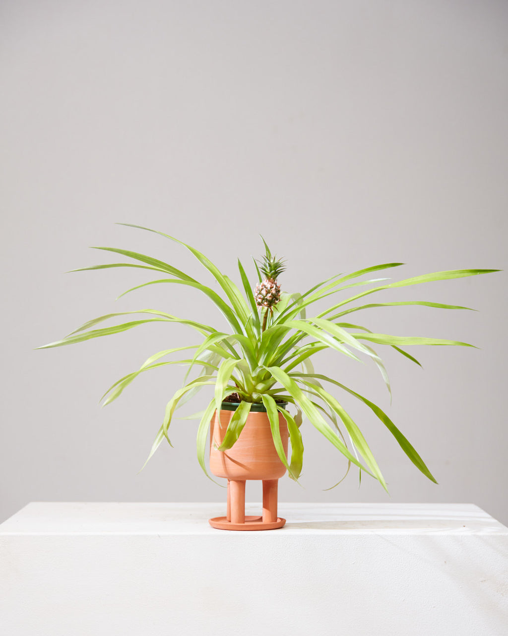 Pineapple Plant: Ananas ananassoides - 5 inch pot