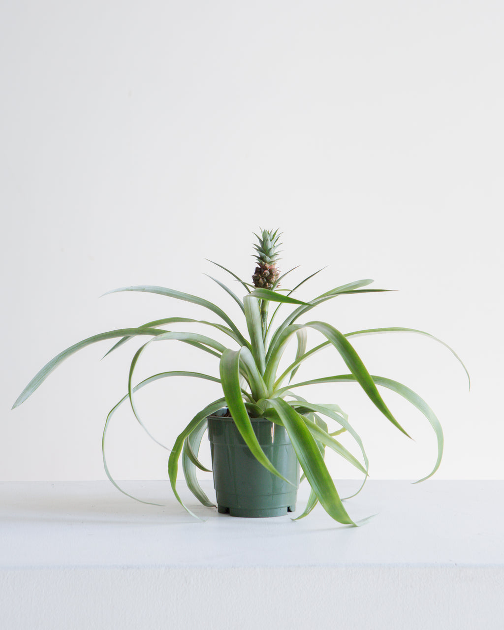 Pineapple Plant: Ananas ananassoides - 5 inch pot