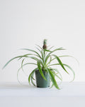 Pineapple Plant: Ananas ananassoides - 5 inch pot